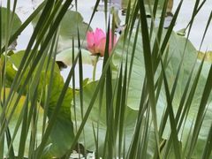 -长春市南湖公园