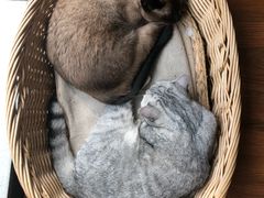-猫友咖啡店(玉林西路店)