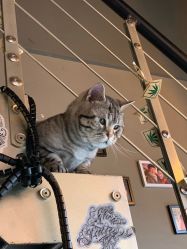 -幸运7纹身刺青Lucky7tattoo