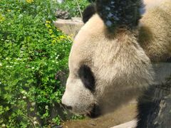 -都江堰中华大熊猫苑