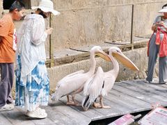 -海南槟榔谷黎苗文化旅游区