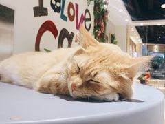 -藏猫猫咖啡主题馆(中央大道店)