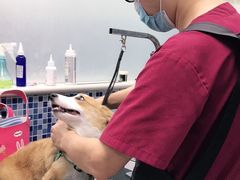 -美联众合爱康动物医院•复杂内科•肿瘤科•牙科•腔镜诊疗中心