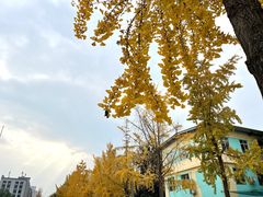 -四川大学(望江校区)