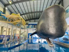 -上海海洋大学鱼文化博物馆(军工路校区)