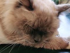 -喵喵咪呀布偶猫咖(春熙路店)