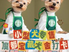 -萌宠之家·腊肠犬·马尔泰·小体犬舍