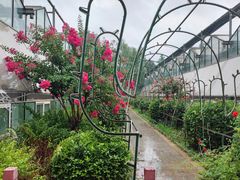 -南宫五洲植物乐园