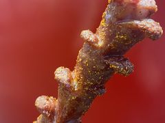 黑色经典老长沙大香肠-黑色经典臭豆腐·湖南特产(坡子街店)