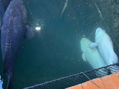 -蓝湾碧波·老字号·疍家非遗海上餐厅