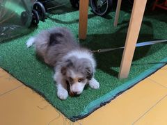 -MARSMART PETS火星宠物超市(1733店)