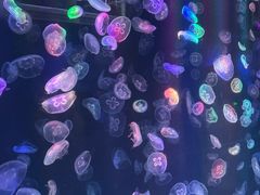 -海合安成都极地海洋公园