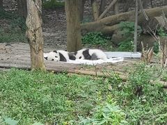 景点-成都大熊猫繁育研究基地