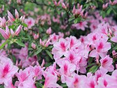 -上海滨江森林公园