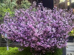 -小城粥道·海胆鲜虾粥(解放广场店)