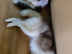 -Husky Go! 哈士奇体验馆·宠物咖啡厅狗咖