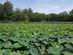 -溱湖国家湿地公园