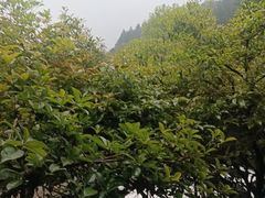 -故乡缘·香格里拉山庄(冷竹路店)