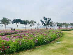 -野狸岛