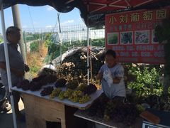 -南汇老顾农家乐采摘大团水蜜桃采摘店