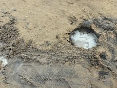 -碧海金沙