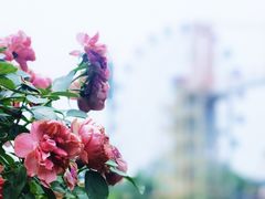-花博汇(知音花月夜)
