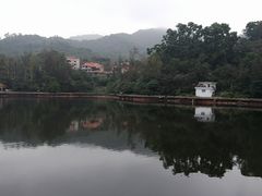 -银湖山郊野公园-相思林