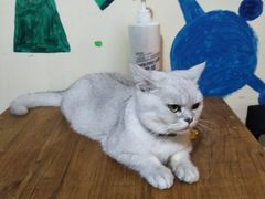 -李小姐の猫咖啡馆(五角场店)