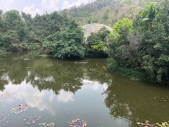 -野象谷景区