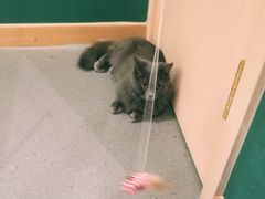 -飞行喵MR PILOT|猫舍·猫咖(静安大融城店)