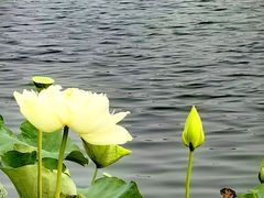 -莲花池公园