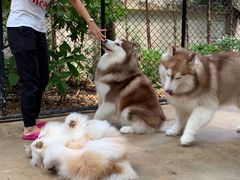 -TrueLove @ Neverland (Husky Cafe)