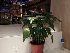 -金百万烤鸭店(马甸店)