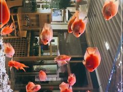 -御池园(顾村公园店)