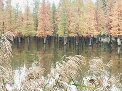 -白鹭湾湿地公园