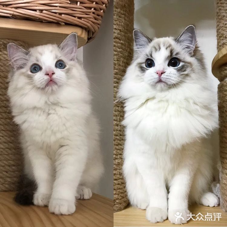 山猫绝对不是传统线，但是好多山猫却是传统型