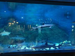 -烟台海昌鲸鲨海洋公园