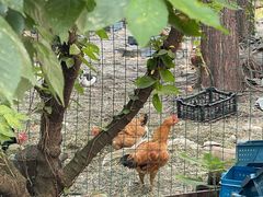 -老袁家蜜桃农场·阳山水蜜桃