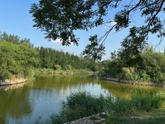 -塘沽森林公园