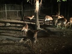 -清迈夜间动物园