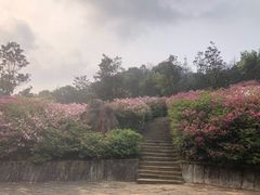 -广州市石门国家森林公园