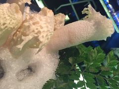 竹荪-王家渡火锅(金宝汇店)