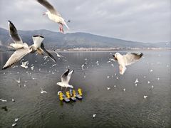 -海埂大坝