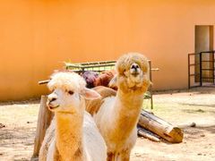 -武汉动物园