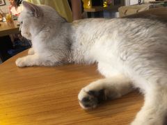 -平行世界·猫咖(首经贸店)