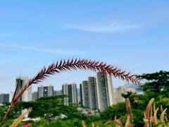 -白石龙音乐公园