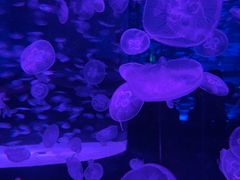 -海合安成都极地海洋公园