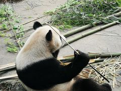 -都江堰中华大熊猫苑