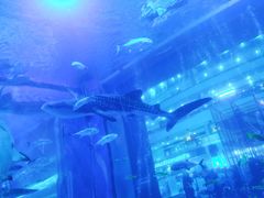 -成都浩海立方海洋公园