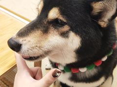 -柴迷FANS CLUB·柴犬狗咖·猫咖